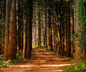 Drzewa, Ścieżka, Gałęzie, Pnie, Las