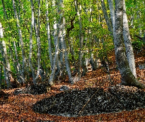 Zielone, Liście, Opadłe, Drzewa, Las