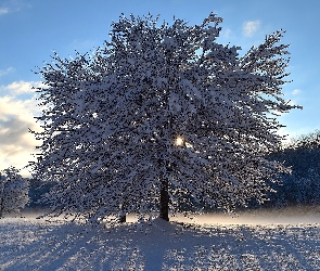 Zima, Promienie słońca, Śnieg, Cień, Drzewa