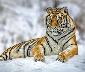 Śnieg, Zbliżenie, Tygrys