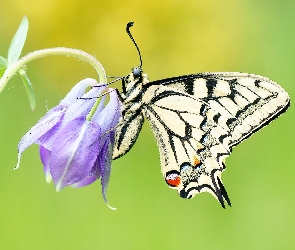 Motyl, Zbliżenie, Fioletowy, Kwiat, Paź królowej