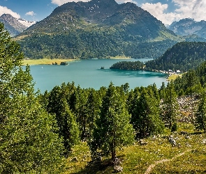 Drzewa, Góry Alpy, Szwajcaria, Jezioro Silsersee, Szczyt Piz da la Margna, Kanton Gryzonia, Dolina Engadyna