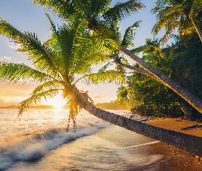 Fale, Wschód słońca, Morze, Buccaneer Beach, Portoryko, Plaża, Puerto Rico, Palmy