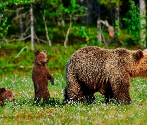 Niedźwiadki, Łąka, Niedźwiedzie brunatne