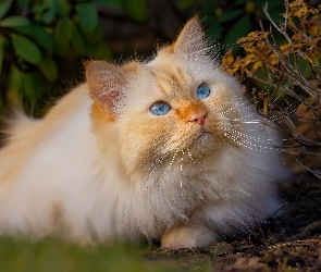 Leżący, Kot, Niebieskooki, Rudawy