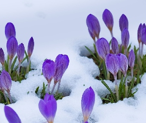Kwiaty, Śnieg, Krokusy, Pąki, Fioletowe