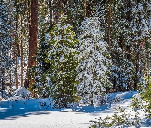 Zima, Kalifornia, General Grant Grove, Stany Zjednoczone, Park Narodowy King Canyon, Sekwoje, Las, Ośnieżone, Drzewa