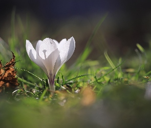 Biały, Liść, Suchy, Krokus