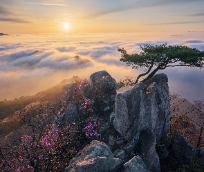 Drzewa, Skały, Wschód Słońca, Park Prowincjonalny Daedunsan, Korea Południowa, Góry, Mgła, Prowincja Jeolla Północna, Sosny