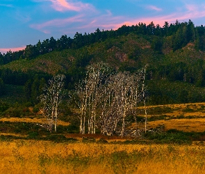 Wzgórze, Zalesione, Bezlistne, Góra, Drzewa, Trawa