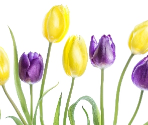 Fioletowe, Białe tło, Tulipany, Żółte
