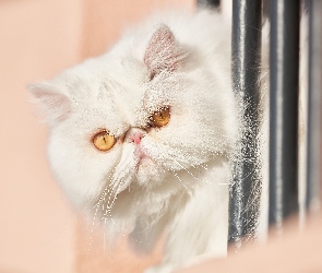 Kot perski, Złote, Puszysty, Oczy, Biały