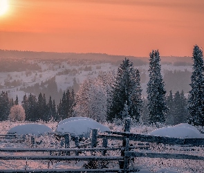 Drzewa, Płot, Zima