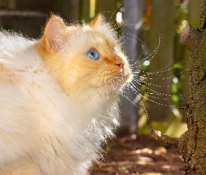 Niebieskooki, Kot, Długowłosy