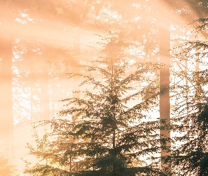 Mgła, Słoneczne, Przebijające światło, Drzewa, Las
