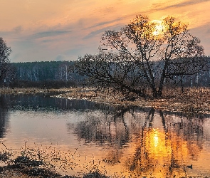 Rzeka, Wschód słońca, Drzewa, Bezlistne