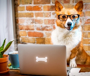 Pies, Śmieszne, Okulary, Laptop, Welsh corgi pembroke