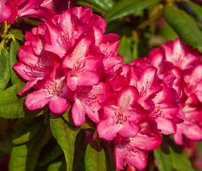 Krzew, Rododendron, Różowa, Azalia
