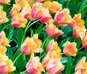 Żółto-różowe, Tulipany, Rozkwitnięte
