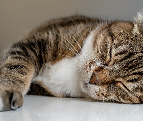 Kot, Bury, Śpiący