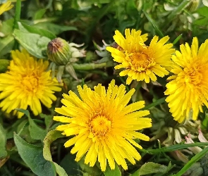 Żółte, Liście, Mniszek pospolity, Kwiaty