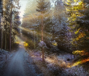 Droga, Przebijające światło, Drzewa, Las, Śnieg