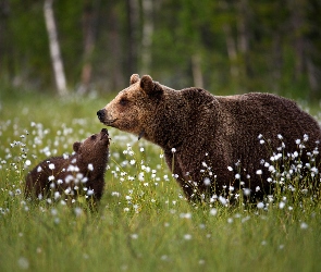 Niedźwiadek, Niedźwiedź brunatny, Drzewa, Las, Polana, Kwiatki