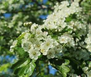 Zbliżenie, Głóg, Kwiaty, Gałązka