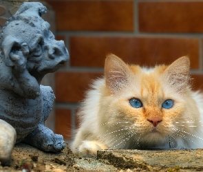 Jasnorudy, Kot, Niebieskooki