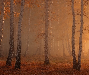 Las, Słoneczny blask, Mgła, Brzozy, Jesień