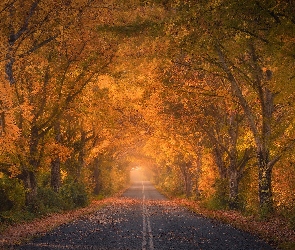 Droga, Drzewa, Jesień, Pożółkłe