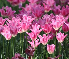 Rozświetlone, Różowe, Tulipany