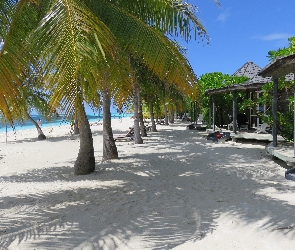 Malediwy, Wyspa Kuredu, Palmy, Plaża