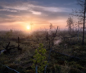 Rosja, Kraj Permski, Wschód słońca, Bagna, Drzewa, Ural