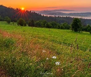 Wschód słońca, Drzewa, Kwiaty, Góry, Łąka