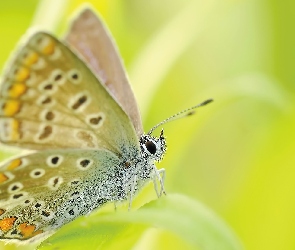 Skrzydła, Zbliżenie, Motyl