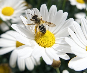 Białe, Pszczoła, Margerytki, Kwiaty