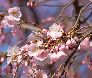 Drzewo owocowe, Kwiaty, Różowe, Wiśnia japońska, Gałązki