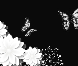 Kwiaty, Białe, 2D, Motyle, Czarne, Tło, Gipsówka