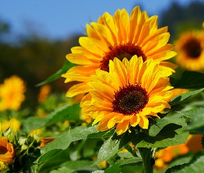 Słoneczniki, Kwiaty, Żółte