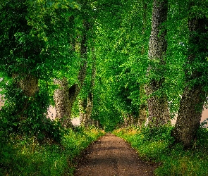 Droga, Aleja, Zielone, Drzewa