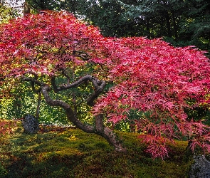 Portland Japanese Garden, Ogród, Stany Zjednoczone, Klon palmowy, Portland, Stan Oregon, Drzewo