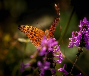 Motyl, Kwiaty, Fioletowe, Dostojka