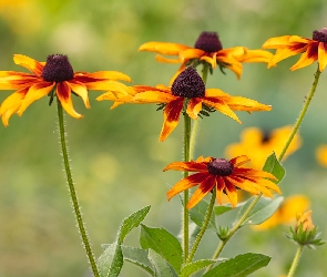 Żółto-brązowe, Rudbekie, Kwiaty