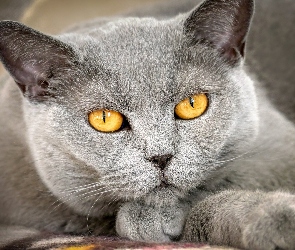 Kot brytyjski krótkowłosy, Zbliżenie, Żółte, Oczy, Spojrzenie