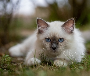 Biały, Oczy, Błękitne, Kot birmański
