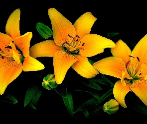 Kwiaty, Pąki, Żółte, Lilie