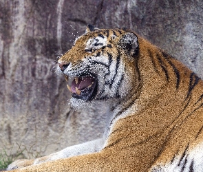 Kły, Profil, Tygrys