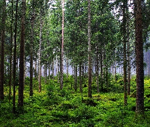 Roślinność, Trawa, Las, Drzewa