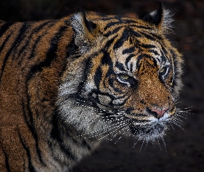 Tygrys sumatrzański, Głowa